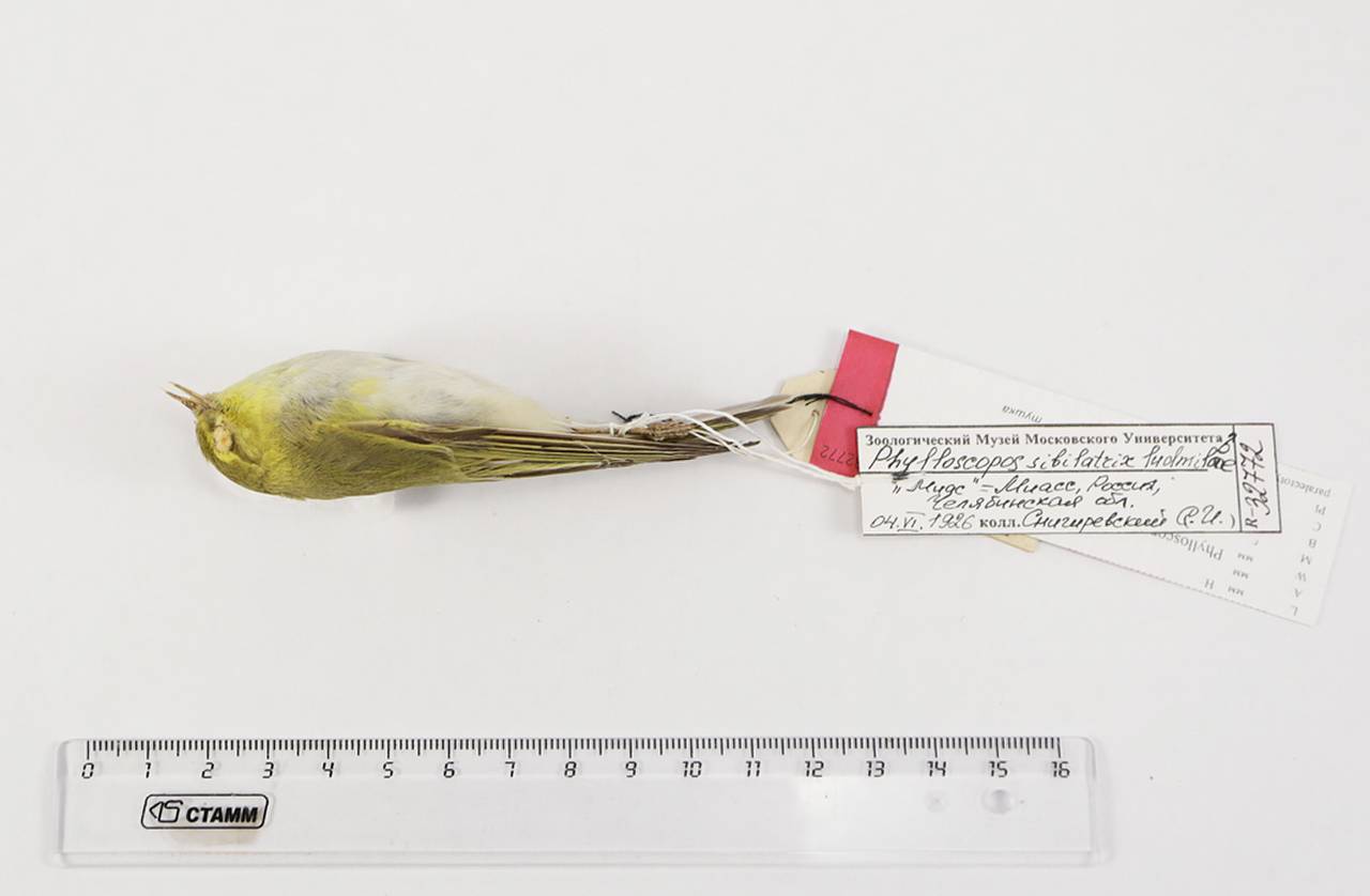 p_s_ludmilae_1parlec1, Chelyabinsk Oblast (Russia)