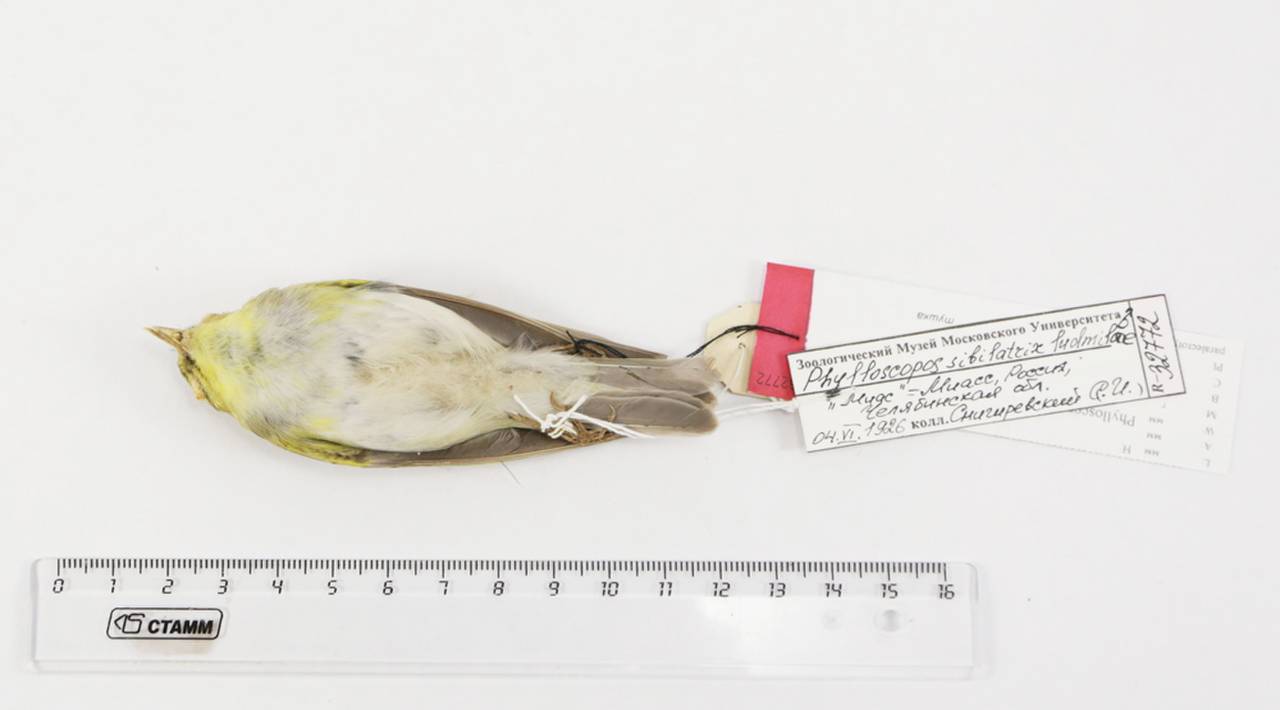 p_s_ludmilae_1parlec1, Chelyabinsk Oblast (Russia)