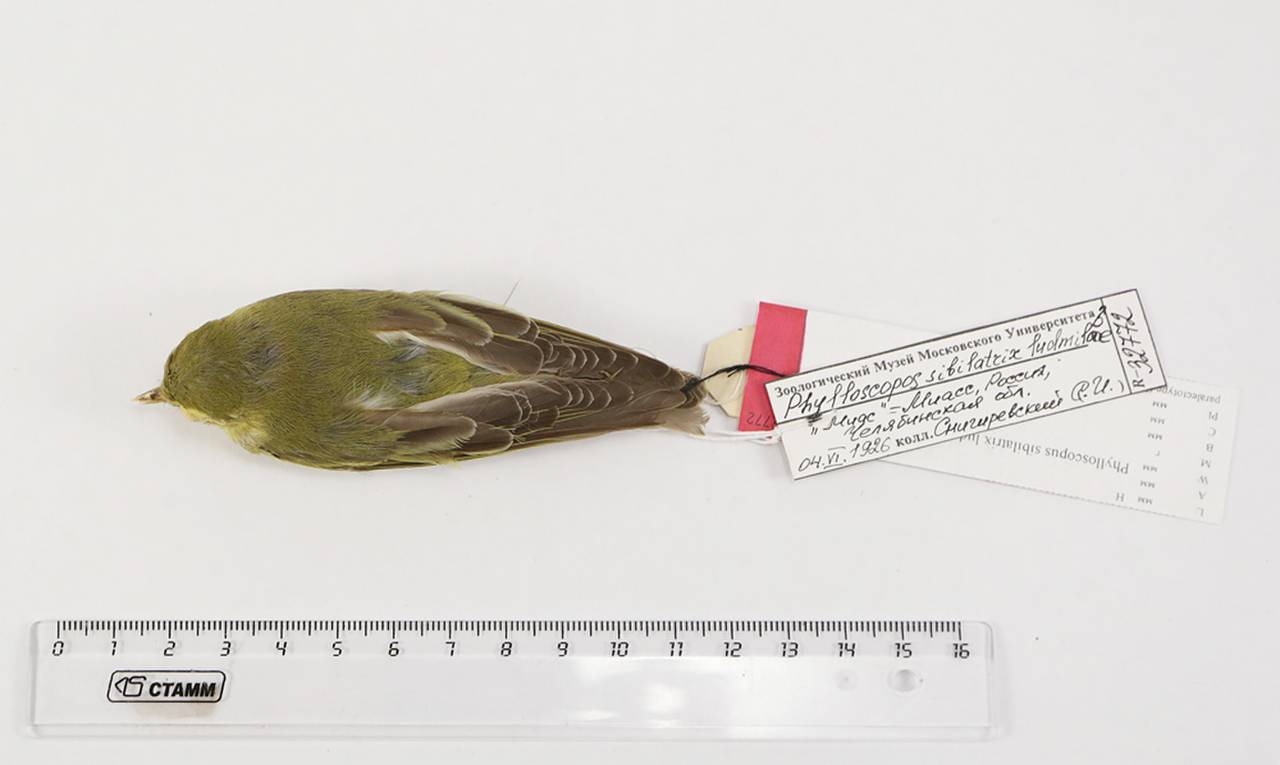 p_s_ludmilae_1parlec1, Chelyabinsk Oblast (Russia)