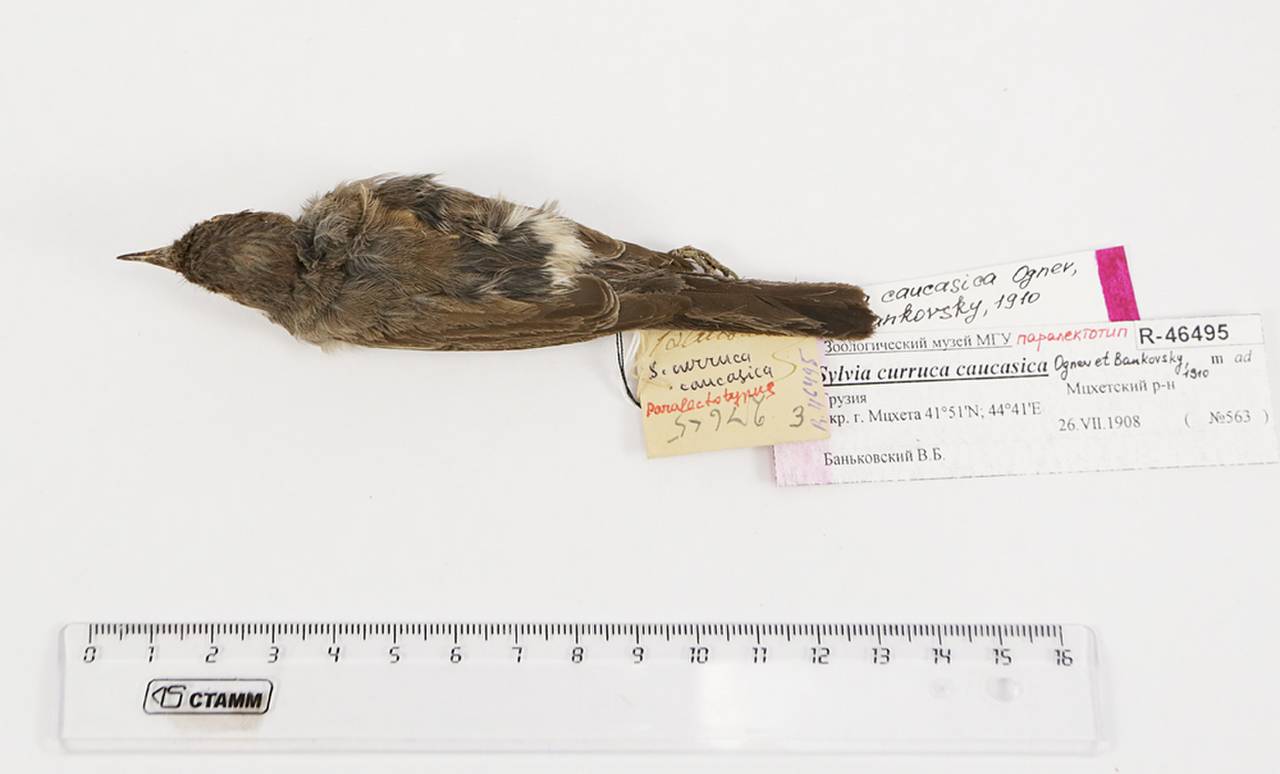 s_c_caucasica_1parlec4, Мцхетский муниципалитет, Mtskheta-Mtianeti (Georgia)