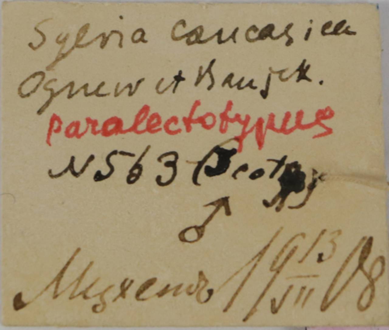 s_c_caucasica_1parlec5, Мцхетский муниципалитет, Mtskheta-Mtianeti (Georgia)