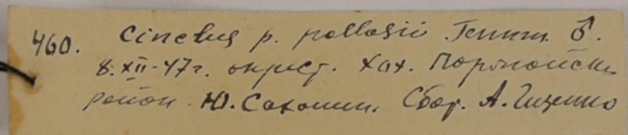 c_p_dementievi_9sin1, Смирныховский р-н, Sakhalin Oblast (Russia)