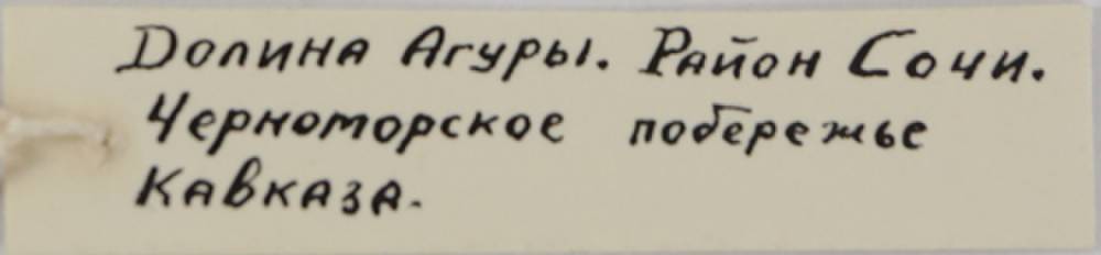 r_i_caucasicus_hol1, гор. окр. Сочи, Krasnodar Krai (Russia)