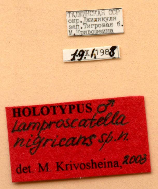nigricans_krivosheina-m_(lamproscatella), (Tajikistan)