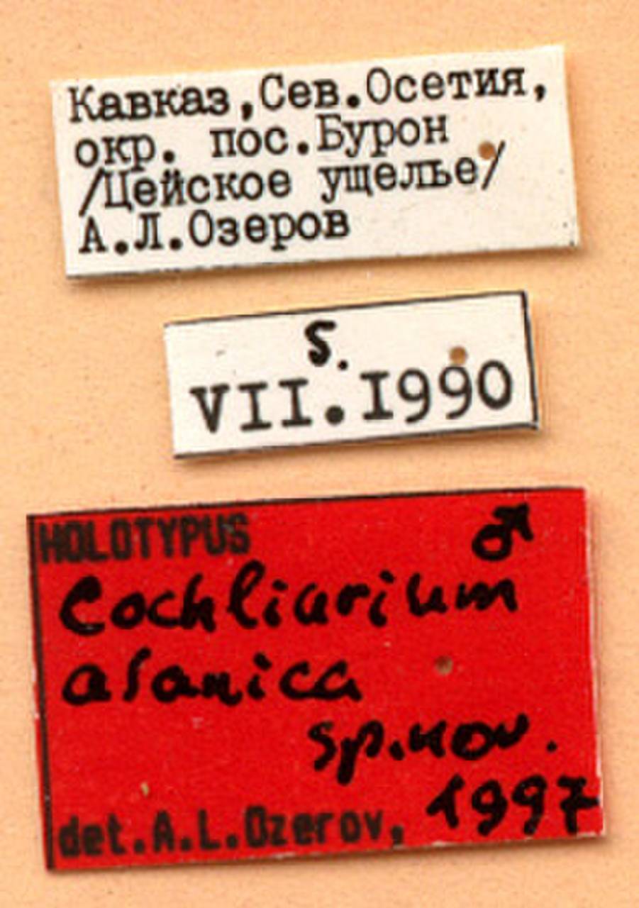 alanica_ozerov_(cochliarium), Алагирский район, North Ossetia-Alania (Russia)
