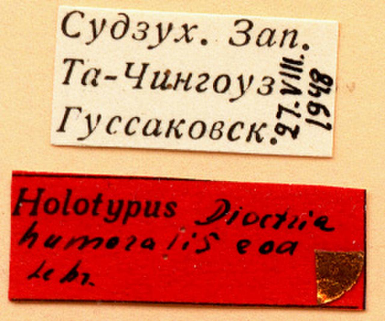 humoralis_lehr_(dioctria), Primorsky Krai (Russia)