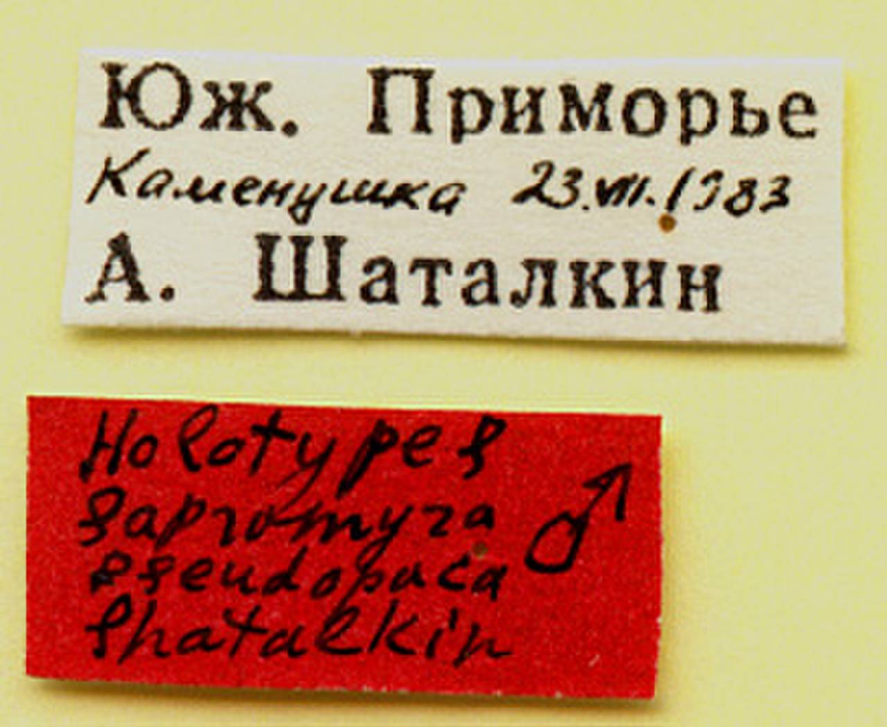 pseudopaca_shatalkin_(sapromyza), Уссурийский городской округ, Primorsky Krai (Russia)