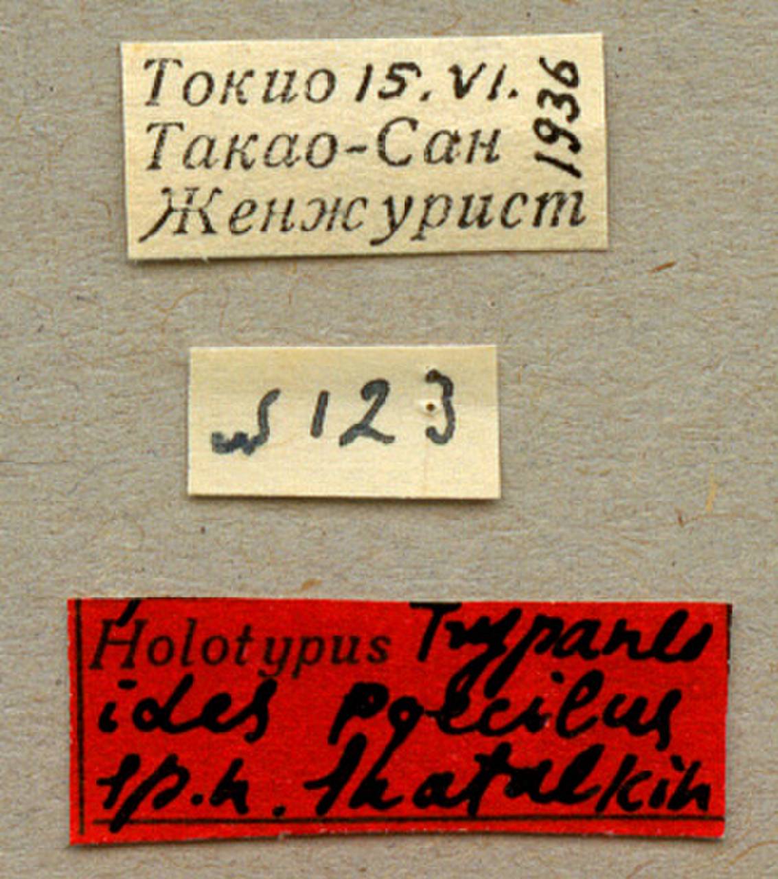 poecilus_shatalkin_(trypaneoides), (Japan)