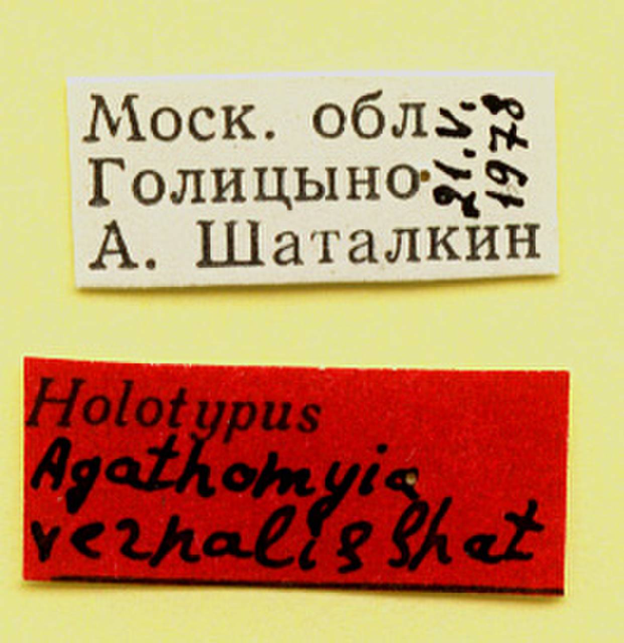 vernalis_shatalkin_(agathomyia), Одинцовский район, Moscow Oblast (Russia)