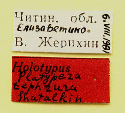 tephrura_shatalkin_(platypeza), Читинский район, Zabaykalsky Krai (Russia)