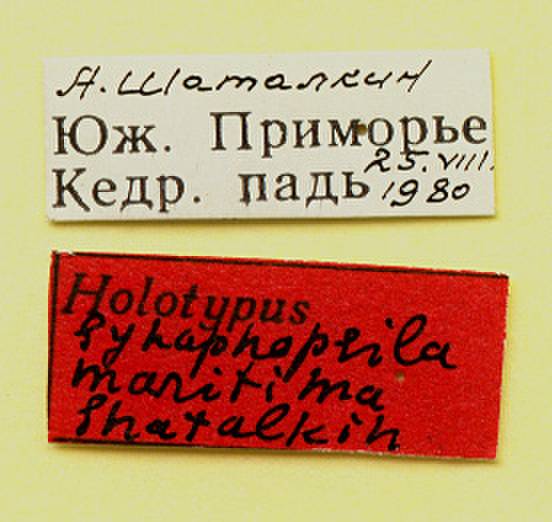 maritima_shatalkin_(psila), Primorsky Krai (Russia)