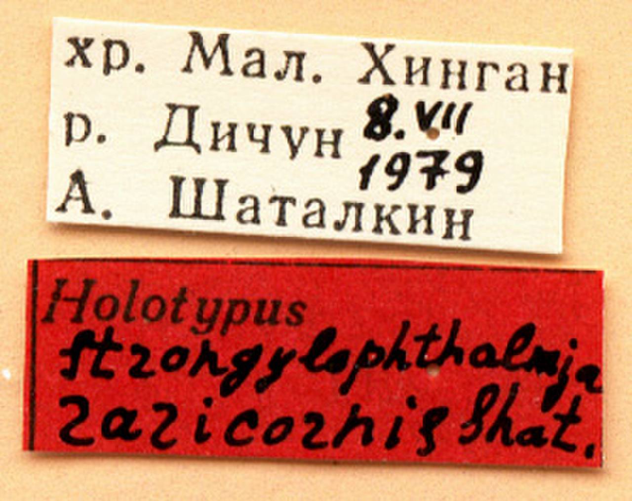 raricornis_shatalkin_(strongylophthalmyia), Облученский район, Jewish Automous Oblast (Russia)
