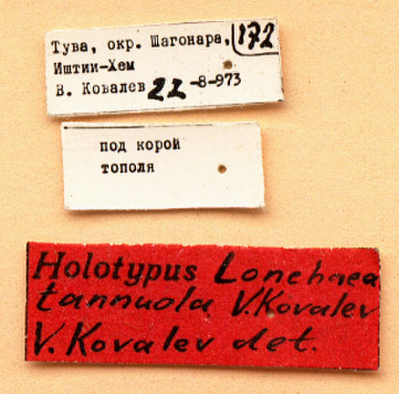 tannuola_kovalev_(lonchaea), Улуг-Хемский район, Tuva (Russia)