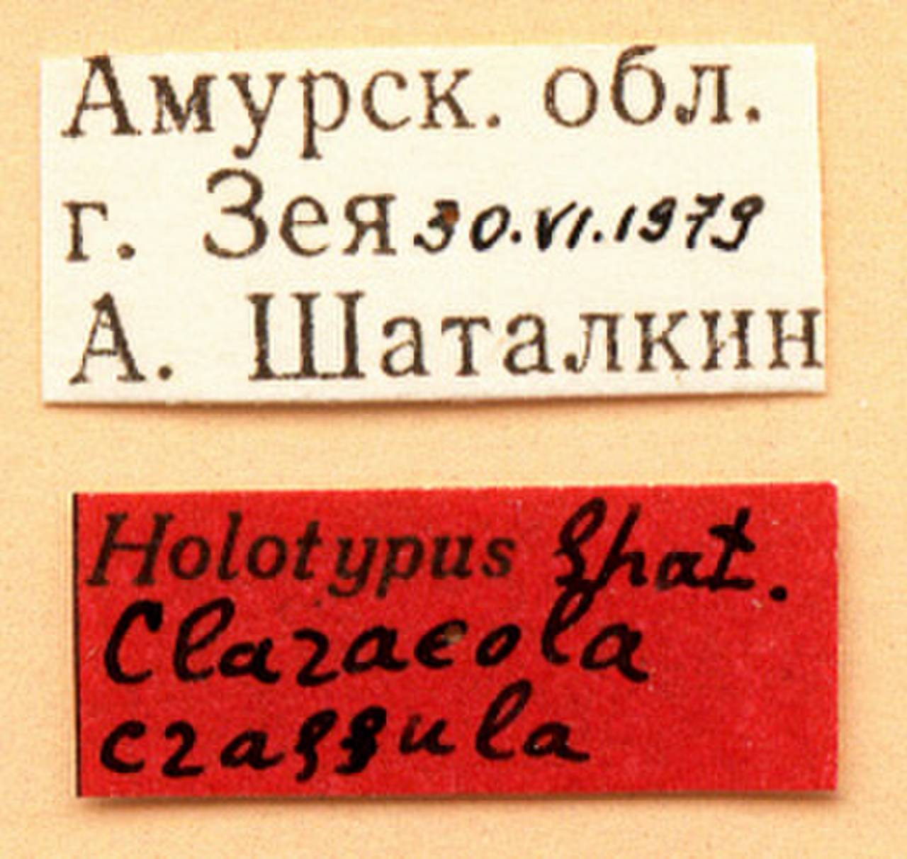 crassula_shatalkin_(claraeola), Primorsky Krai (Russia)