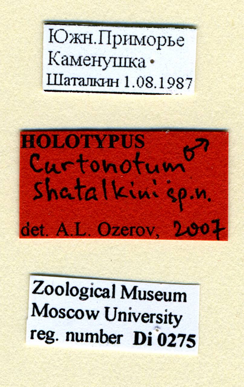 shatalkini_ozerov_(curtonotum), Eskişehir (Turkey)