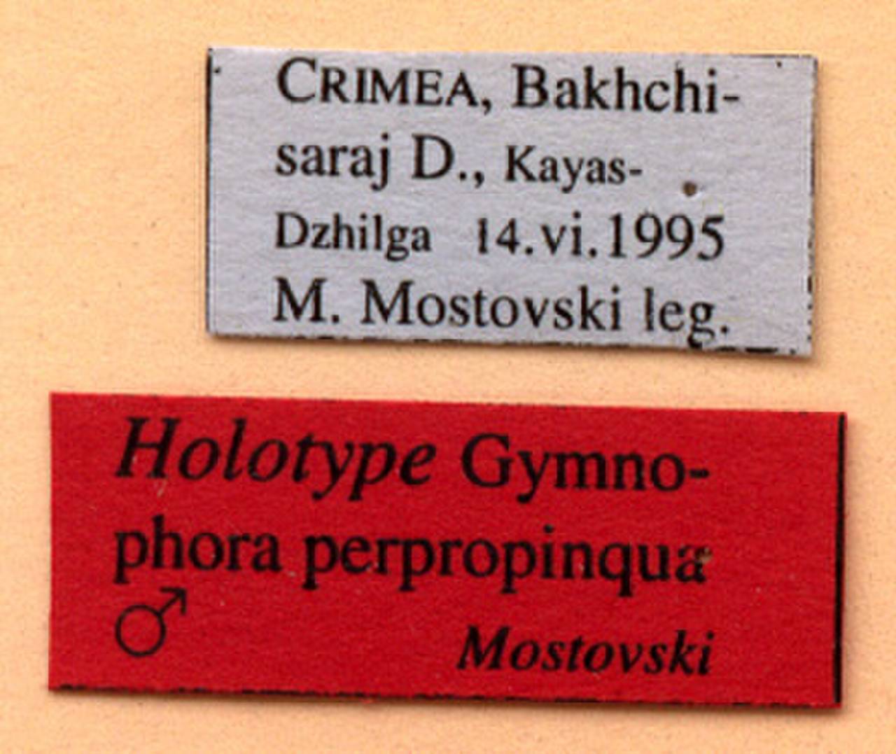perpropinqua_mostovski_(gymnophora), (Kyrgyzstan)
