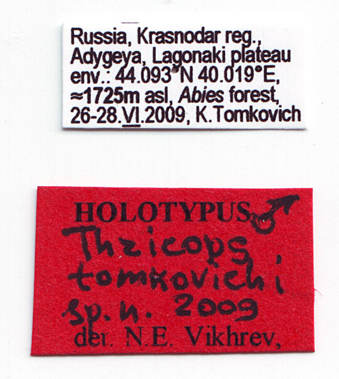 tomkovichi vikhrev (thricops), Adygea (Russia)