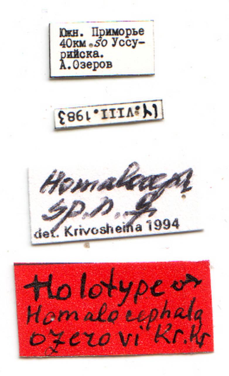 ozerovi_krivosheina-n_krivosheina-m_(homalocephala), Надеждинский район, Primorsky Krai (Russia)