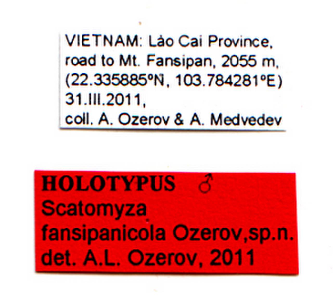 fansipanicola_ozerov_(scatomyza), Lào Cai Province (Vietnam)
