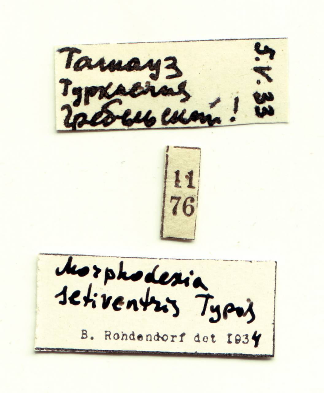 setiventris_rohdendorf_(mimodexia), (Turkmenistan)