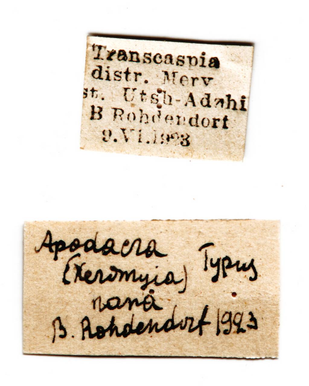 nana_rohdendorf_(apodacra), Transcaspia distr.