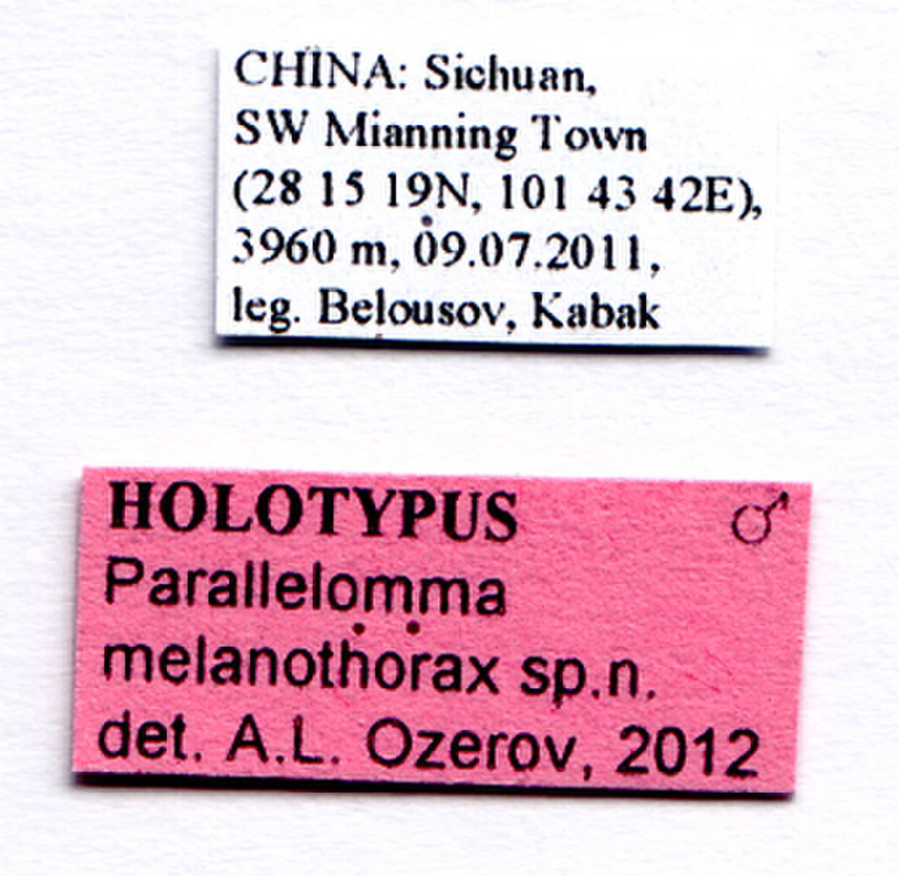 melanothorax_ozerov_(parallelomma), (China)
