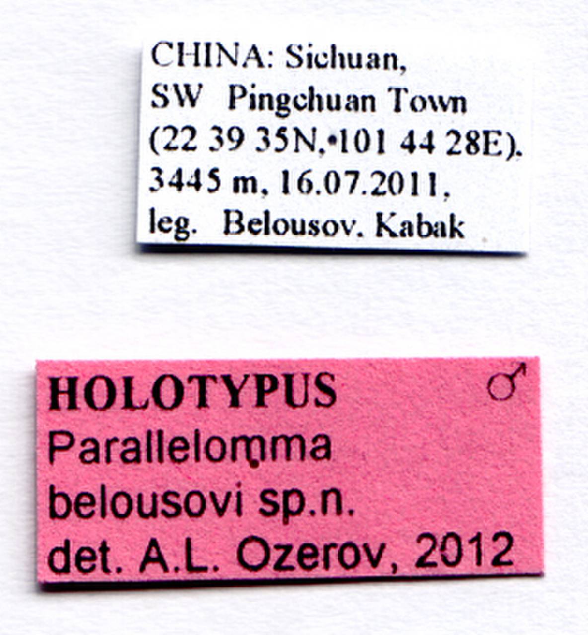 belousovi_ozerov_(parallelomma), (China)