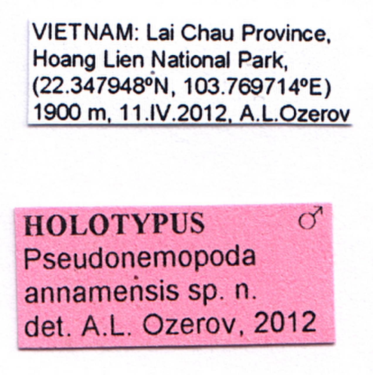 annamensis_ozerov_(pseudonemopoda), Lai Châu province (Vietnam)