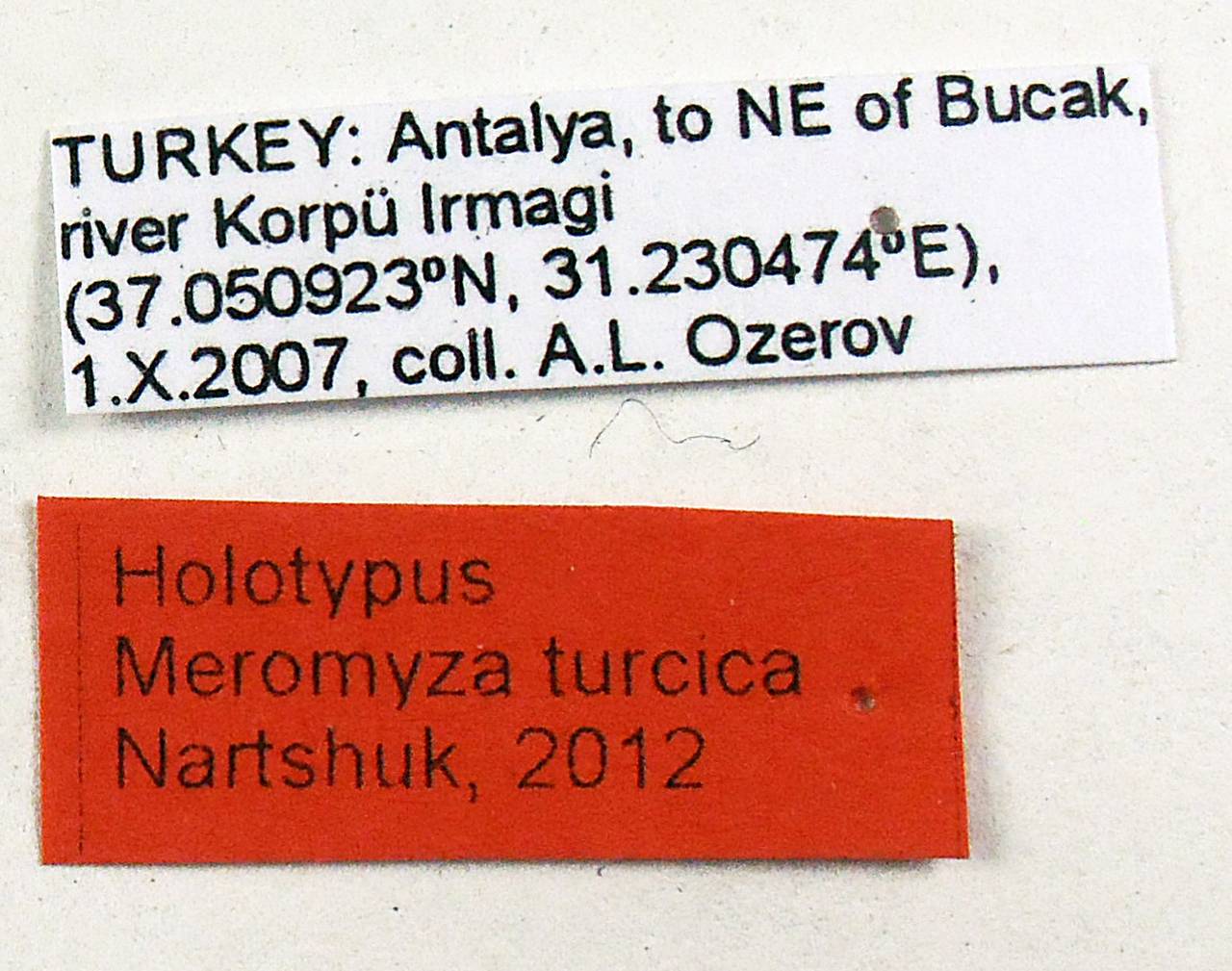 turcica_nartshuk_(meromyza), Antalya (Turkey)