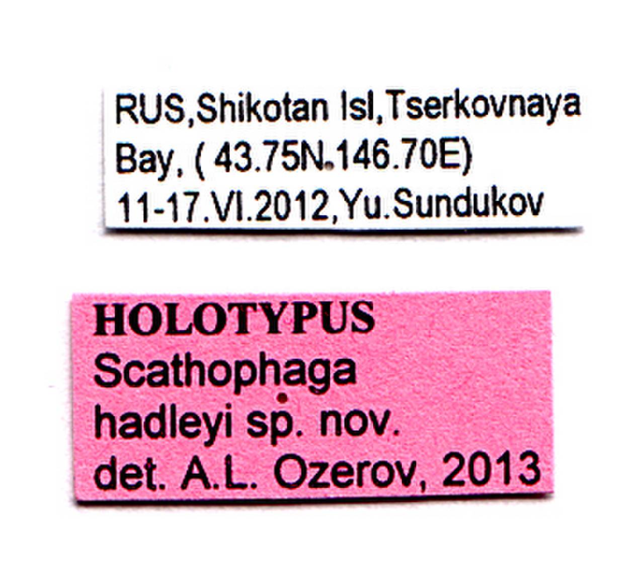 hadleyi_ozerov_(scathophaga), Sakhalin Oblast (Russia)