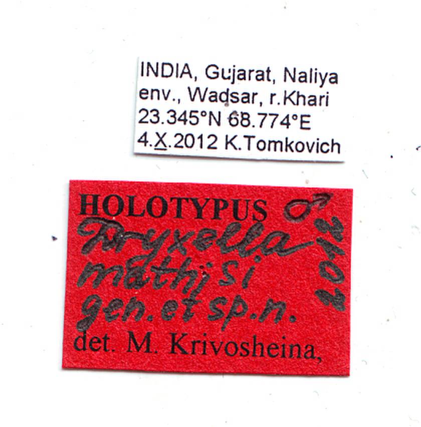 mathisi_krivosheina-m_(dryxella), Gujarat (India)