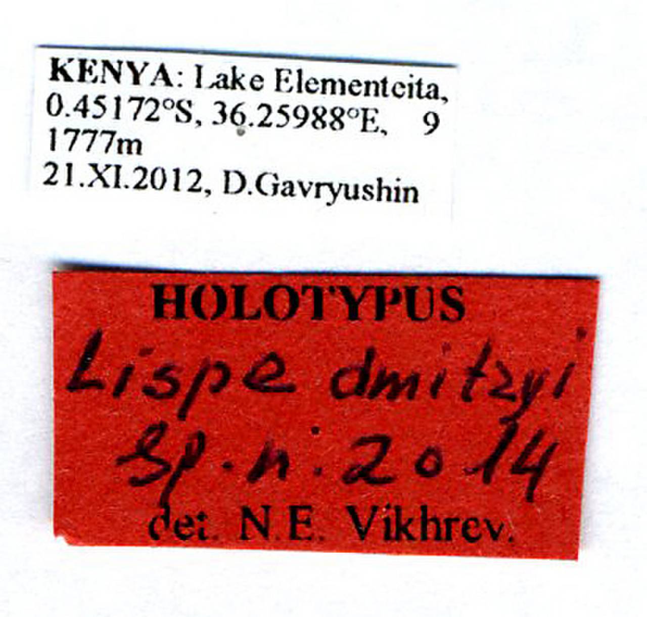 dmitryi_vikhrev_(lispe), (Kenya)