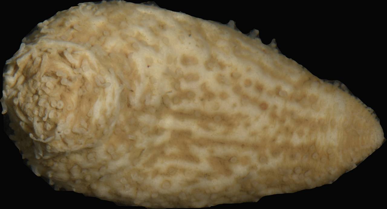 phyllophorus_cebuense_1, (Philippines)