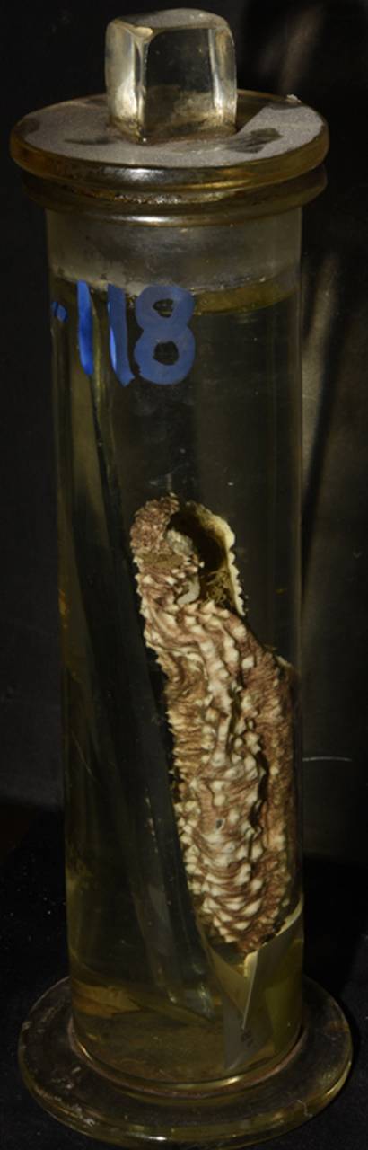 holothuria_albiventer_1, (Philippines)