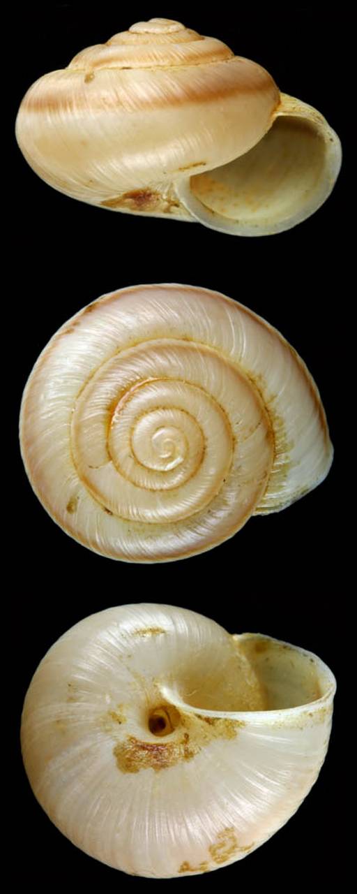 helix_phaeozona_lectotype, Fergana Region (Uzbekistan)