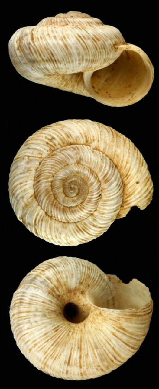 helicella_arcadiana_holotype, (Azerbaijan)