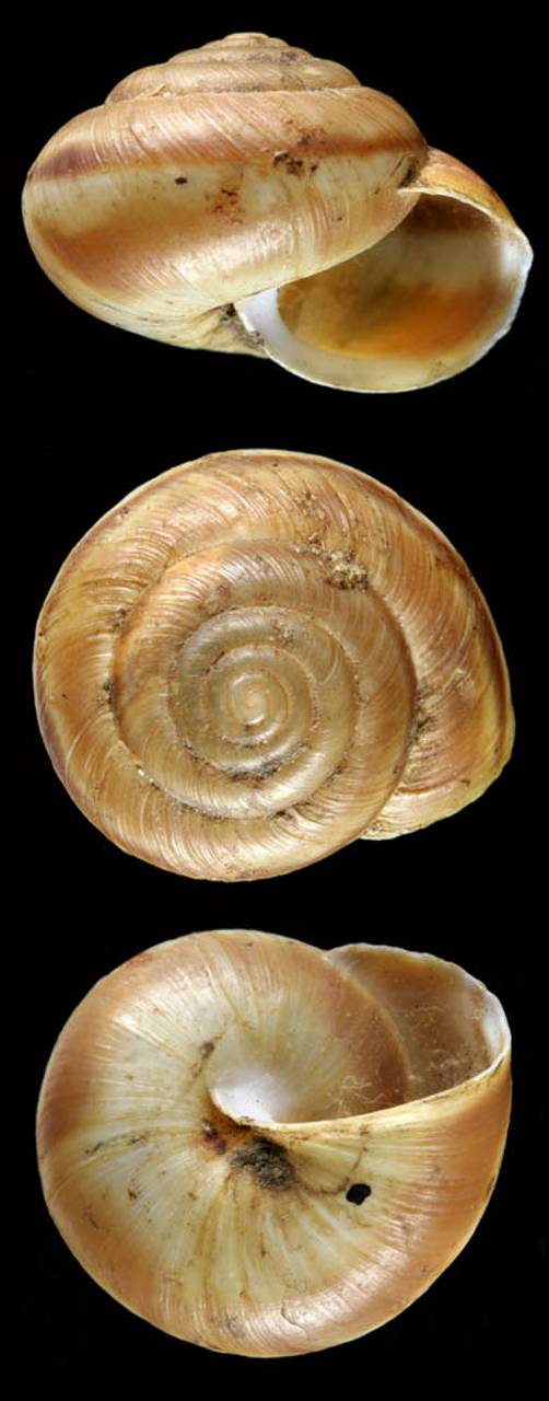 fruticola_lantzi_syntype, Fergana Region (Uzbekistan)