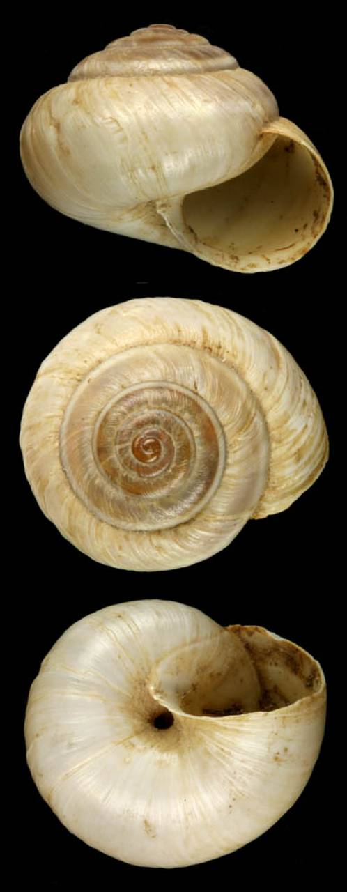 helix_rubens_v_caryodes_syntype, Улаганский район, Altai Republic (Russia)