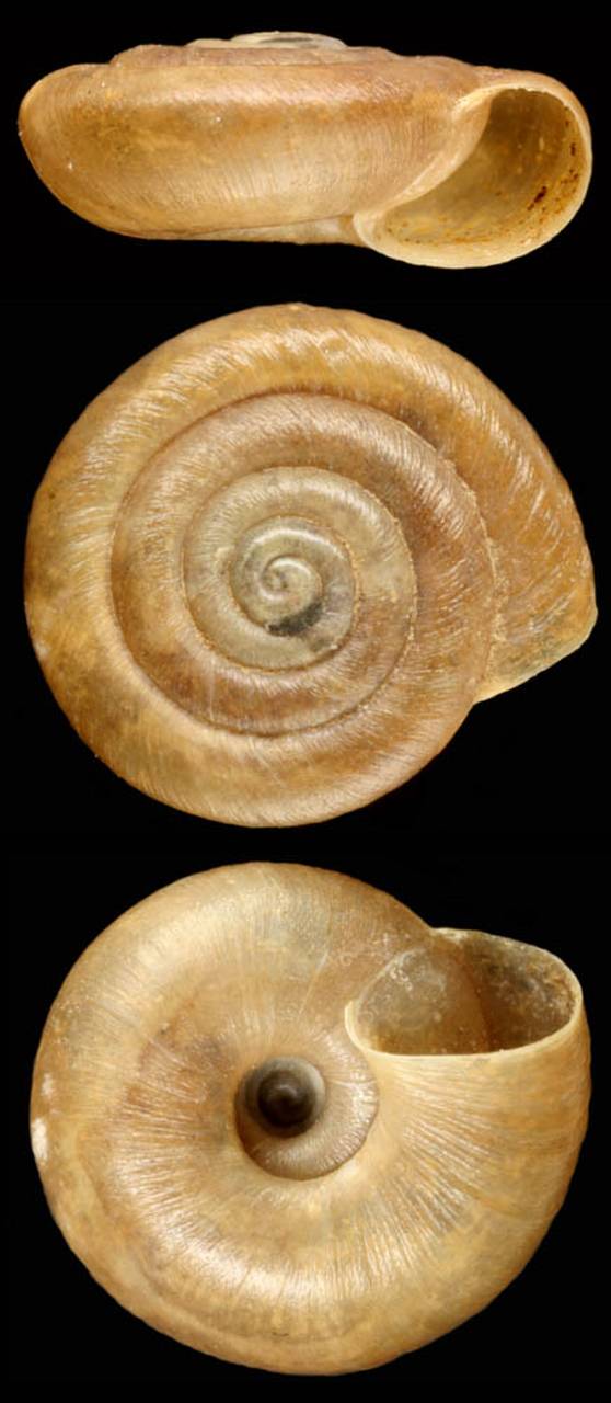 nanaja_chatkalica_holotype, (Uzbekistan)