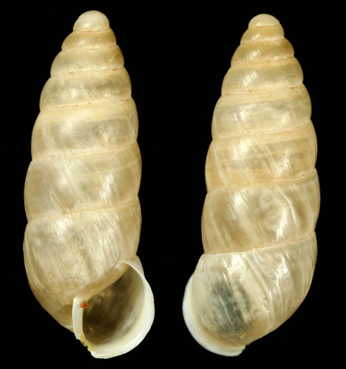 pseudonapaeus_izzatullaevi_holotype, Surxondaryo Region (Uzbekistan)