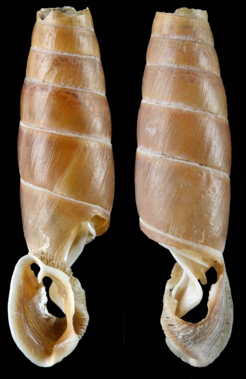 acrotoma_gegica_holotype, Гудаутский район (Abkhazia)