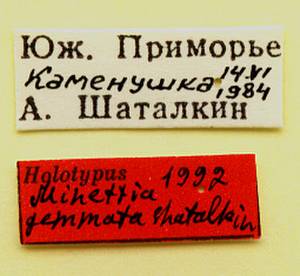 gemmata_shatalkin_(minettia), Уссурийский городской округ, Приморский край (Россия)