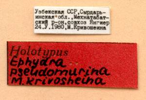 pseudomurina_krivosheina-m_(ephydra), Хавастский район, Сырдарьинская область (Узбекистан)