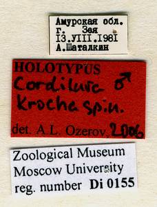 kroha_ozerov_(cordilura), Амурская область (Россия)