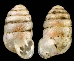 speleodentorcula_vitrea_holotype, Приморский край (Россия)