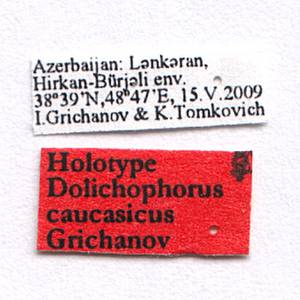 caucasicus_grichanov_(dolichophorus), (Азербайджан)