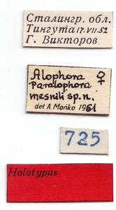 mesnili_draber-monko_(alophora), Приморский край (Россия)