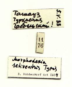setiventris_rohdendorf_(mimodexia), (Туркмения)