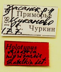 nigritarsis_shatalkin_(minettia), Хасанский район, Приморский край (Россия)