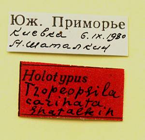 carinata_shatalkin_(tropeopsila), Приморский край (Россия)